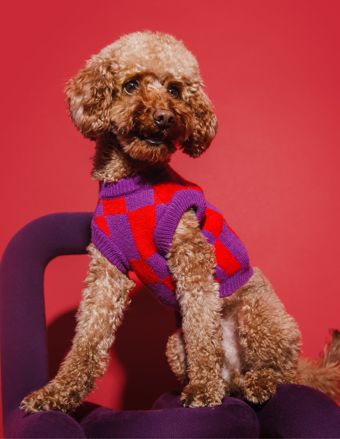 Purple dog sweater best sale